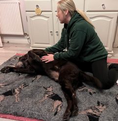 A brown dog lying relaxed on a soft blanket while Jo works on its shoulder