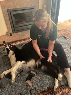 Jo treating a black-and-white border collie stretched out on a rug beside a fireplace