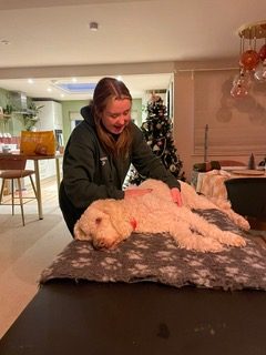 A cream poodle-cross resting on a vet bed while Jo treats it, a Christmas tree behind