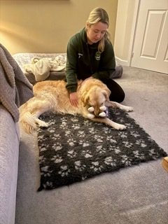 Jo massaging a golden retriever lying on a paw-print vet bed during a home visit