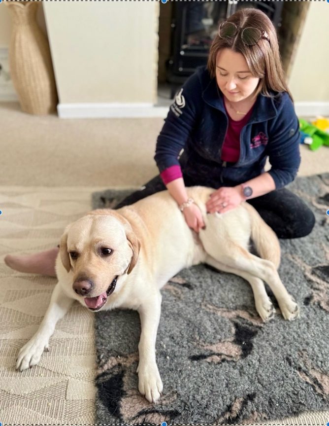 Jo massaging a yellow Labrador lying comfortably on a rug during a home visit
